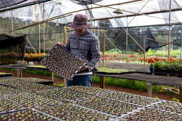Asian farmer is carrying tray of young vegetable salad seedling to plant in the soil for growing...