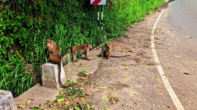 Three monkeys resting and moving near a roadside forest edge on a sunny day