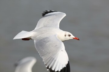 Seagull in flight at Bang Pu Recreation Center, Thailand. The bird's wings are fully extended, showcasing its white feathers and black-tipped wings against a blurred background of the sea.