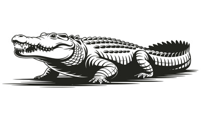 crocodile isolated on white