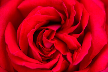 A close-up shot of a blooming pink and red rose showcases its delicate petals and vibrant colors....