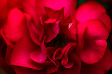 A close-up shot of a blooming pink and red rose showcases its delicate petals and vibrant colors....