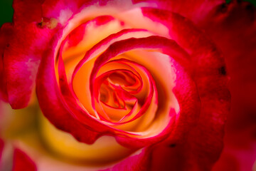 A close-up shot of a blooming pink and red rose showcases its delicate petals and vibrant colors....