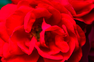 A close-up shot of a blooming pink and red rose showcases its delicate petals and vibrant colors....