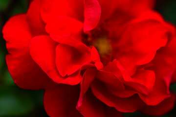 A close-up shot of a blooming pink and red rose showcases its delicate petals and vibrant colors....