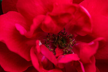 A close-up shot of a blooming pink and red rose showcases its delicate petals and vibrant colors....