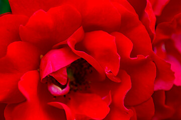 A close-up shot of a blooming pink and red rose showcases its delicate petals and vibrant colors....