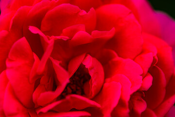 A close-up shot of a blooming pink and red rose showcases its delicate petals and vibrant colors....