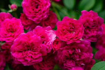 A close-up shot of a blooming pink and red rose showcases its delicate petals and vibrant colors....