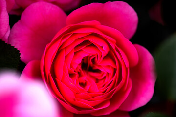 Obraz premium A close-up shot of a blooming pink and red rose showcases its delicate petals and vibrant colors. This image captures the beauty and elegance of nature, making it perfect for various creative projects