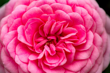 A close-up shot of a blooming pink and red rose showcases its delicate petals and vibrant colors....