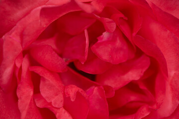 A close-up shot of a blooming pink and red rose showcases its delicate petals and vibrant colors....