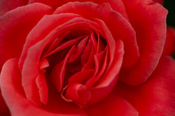 A close-up shot of a blooming pink and red rose showcases its delicate petals and vibrant colors. This image captures the beauty and elegance of nature, making it perfect for various creative projects