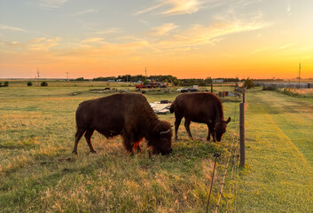 Evening with the bison in Western Kansas