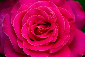 A close-up shot of a blooming pink and red rose showcases its delicate petals and vibrant colors....