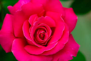 Fototapeta premium A close-up shot of a blooming pink and red rose showcases its delicate petals and vibrant colors. This image captures the beauty and elegance of nature, making it perfect for various creative projects