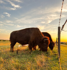 Evening with the bison in Western Kansas © Casey