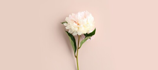 Beautiful peony flower on pink background