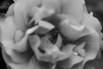 A close-up shot of a black and white monochromatic rose with distinct layers, interweaving light and shadow, perfect for creative projects, wallpapers, and art.