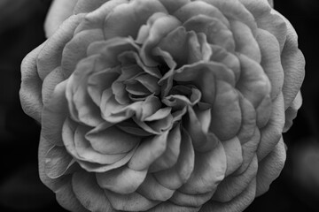 A close-up shot of a black and white monochromatic rose with distinct layers, interweaving light...