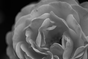 A close-up shot of a black and white monochromatic rose with distinct layers, interweaving light and shadow, perfect for creative projects, wallpapers, and art.