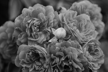 A close-up shot of a black and white monochromatic rose with distinct layers, interweaving light and shadow, perfect for creative projects, wallpapers, and art.