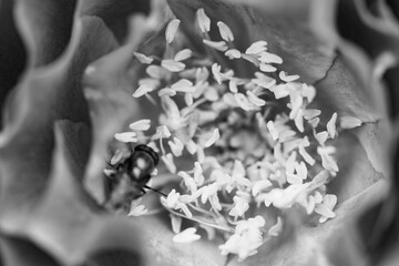A close-up shot of a black and white monochromatic rose with distinct layers, interweaving light and shadow, perfect for creative projects, wallpapers, and art.
