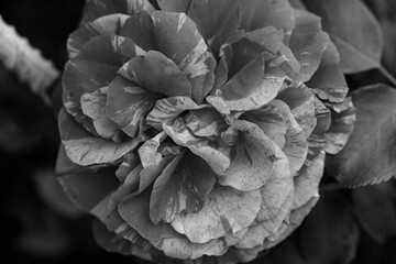 A close-up shot of a black and white monochromatic rose with distinct layers, interweaving light and shadow, perfect for creative projects, wallpapers, and art.