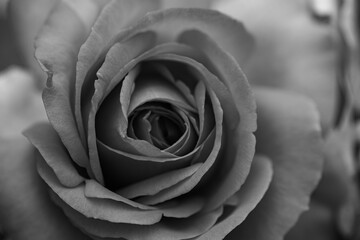 A close-up shot of a black and white monochromatic rose with distinct layers, interweaving light and shadow, perfect for creative projects, wallpapers, and art.