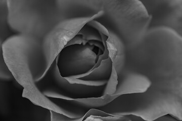 A close-up shot of a black and white monochromatic rose with distinct layers, interweaving light and shadow, perfect for creative projects, wallpapers, and art.