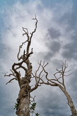 Looking up at a dead tree silhouetted against a cloudy sky. Coochiemudlo Island, Queensland, Australia. 