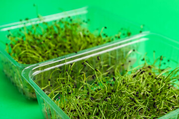 Plastic containers with fresh micro greens on color background, closeup