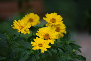 yellow flowers in the garden