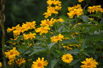 yellow flowers in the garden