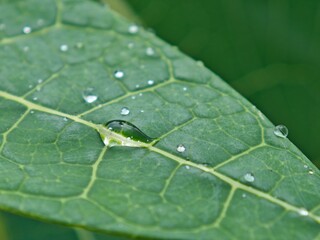water drop on leaf