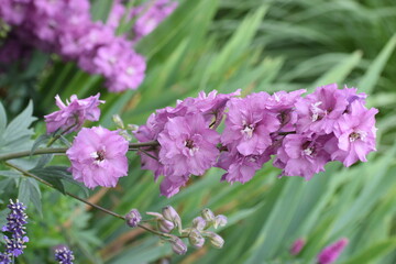 purple flowers in the garden
