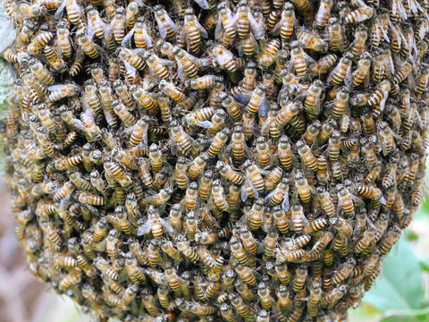 Swarm of bees clings to a concrete wall, Yellow and black pattern of Eastern or Asiatic or Asian honey bee