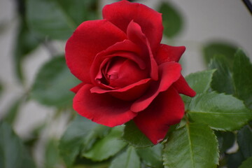 red rose in the garden