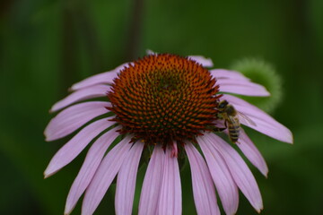 flower of a pink flower