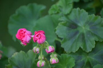pink and yellow flowers
