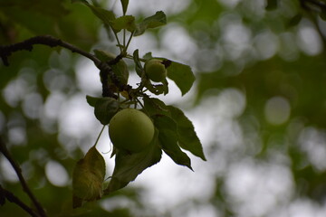 green apples on tree