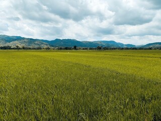 the beauty of the atmosphere of rice fields and mountains in the countryside
