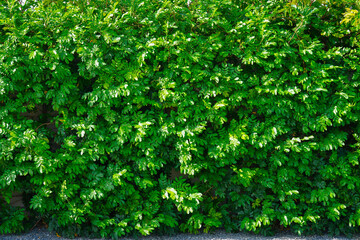 Lush green privacy hedge