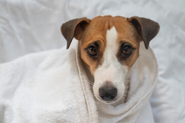 Jack Russell Terrier dog wrapped in a white towel. 