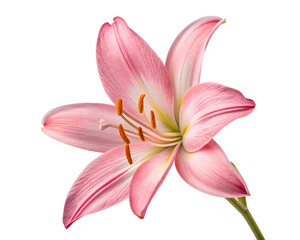 Fototapeta premium pink lily flower isolated on white