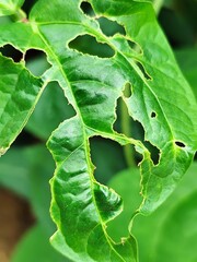 long bean leaves have holes eaten by caterpillars
