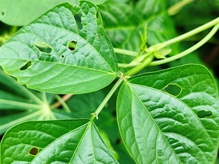 long bean leaves have holes eaten by caterpillars