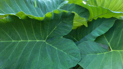 Fototapeta premium Green taro leaves background, looks fresh. Taro leaves are neatly lined up.Full frame shot of green leaves, green taro leaves full frame natural background