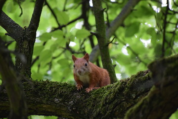 red squirrel on a tree