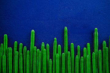 Cactus wallpaper and blue wall background